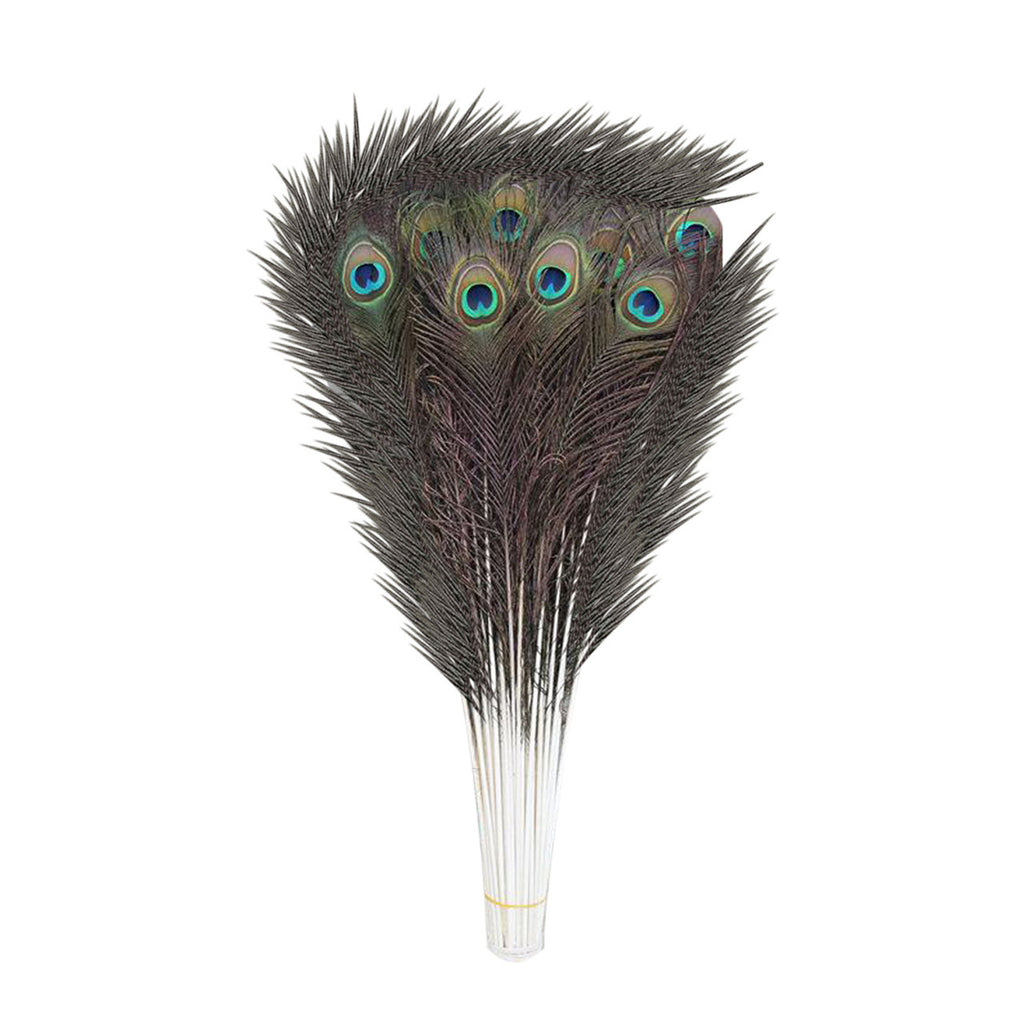 Peacock Feathers - Large