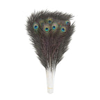 Peacock Feathers - Large