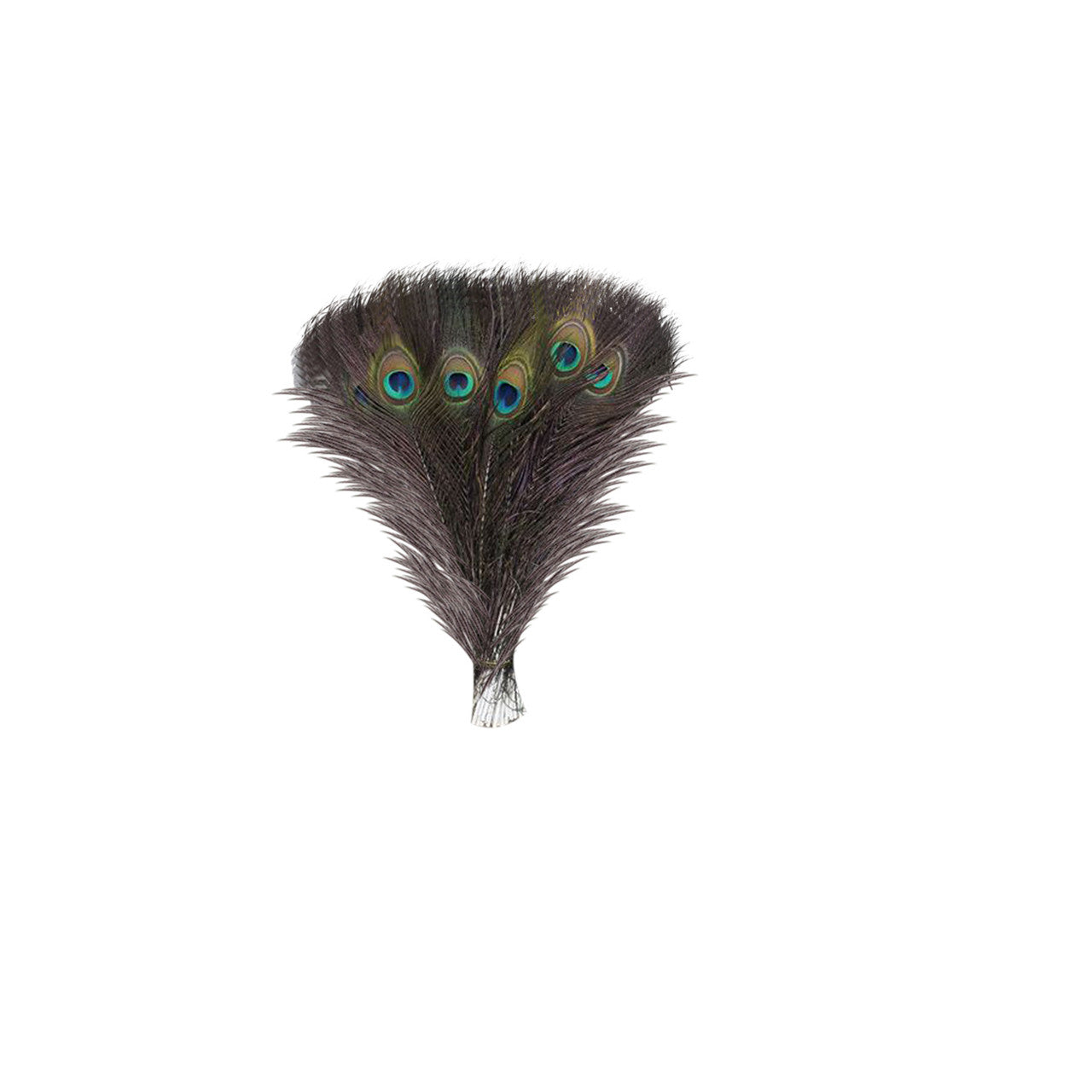 Peacock Feathers - Medium