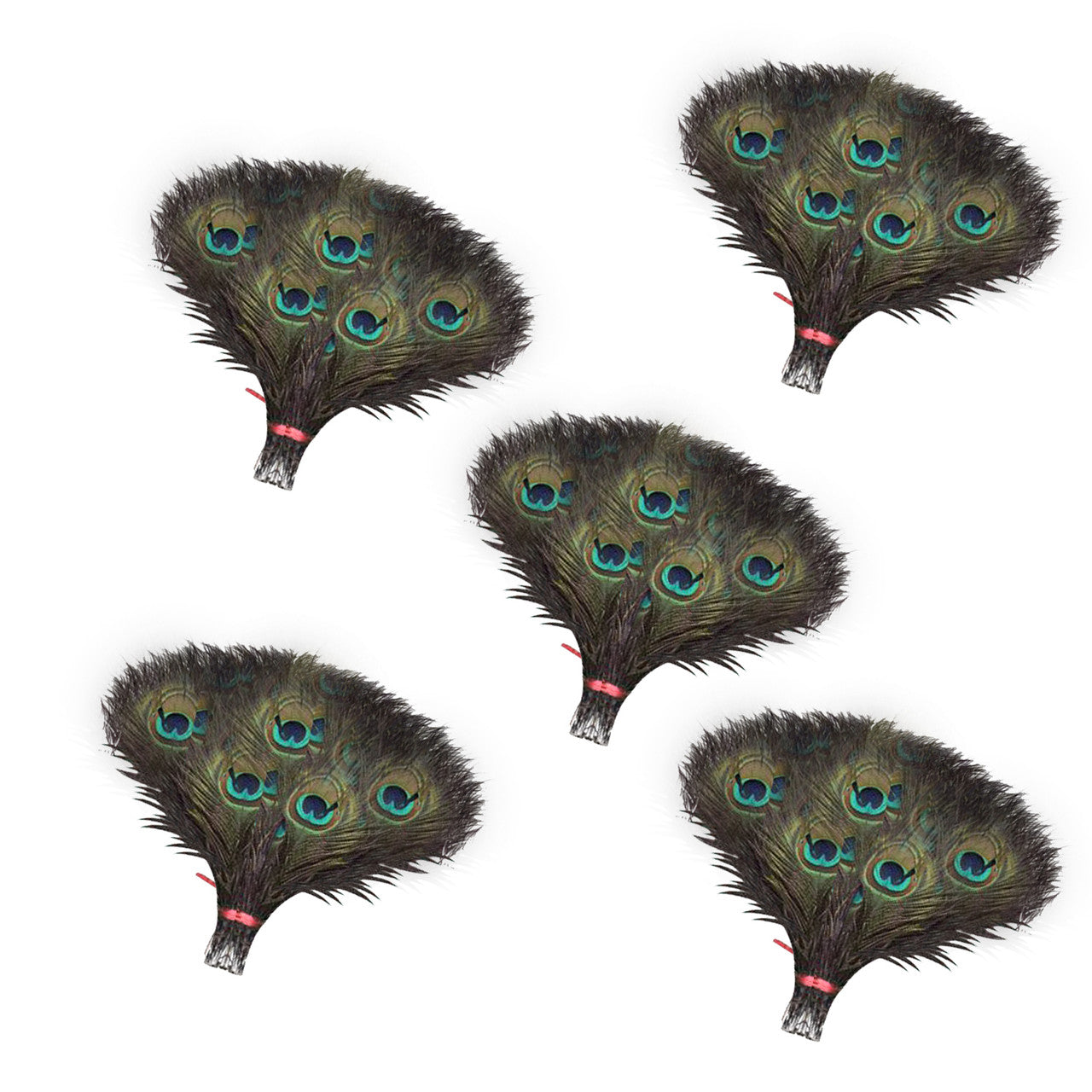 Peacock Feathers - Small