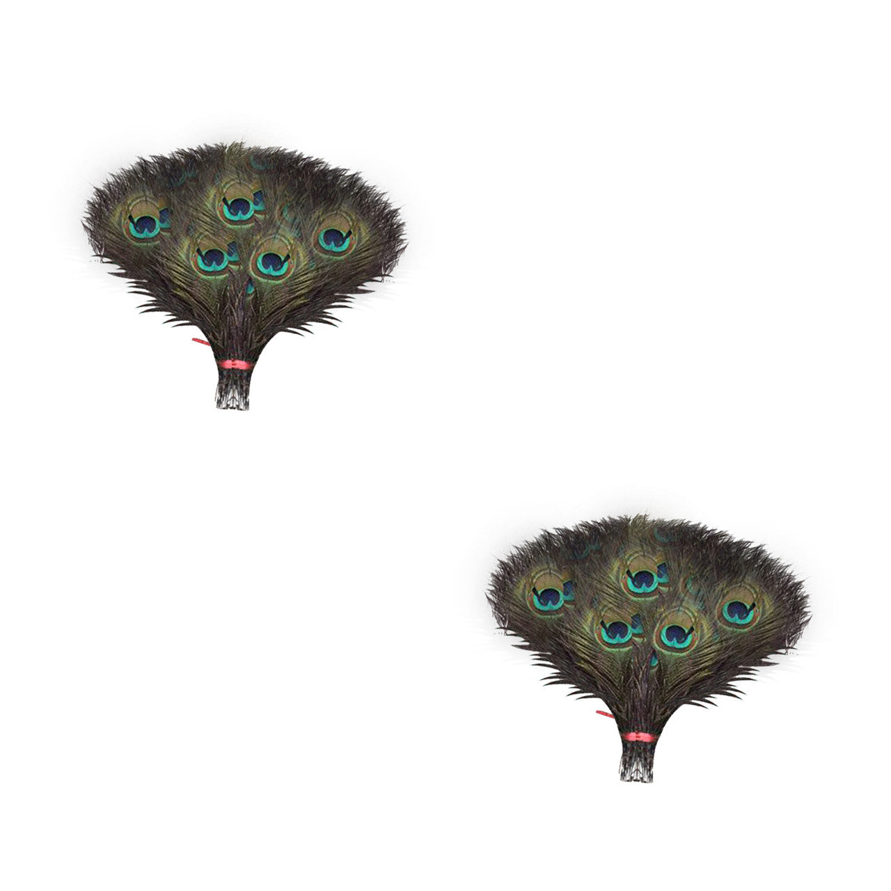 Peacock Feathers - Small