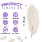 50-60cm Loose Ostrich Feathers, 5pcs - Ivory