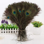 Peacock Feathers - Large