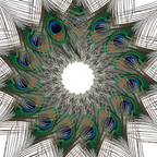Peacock Feathers - Large