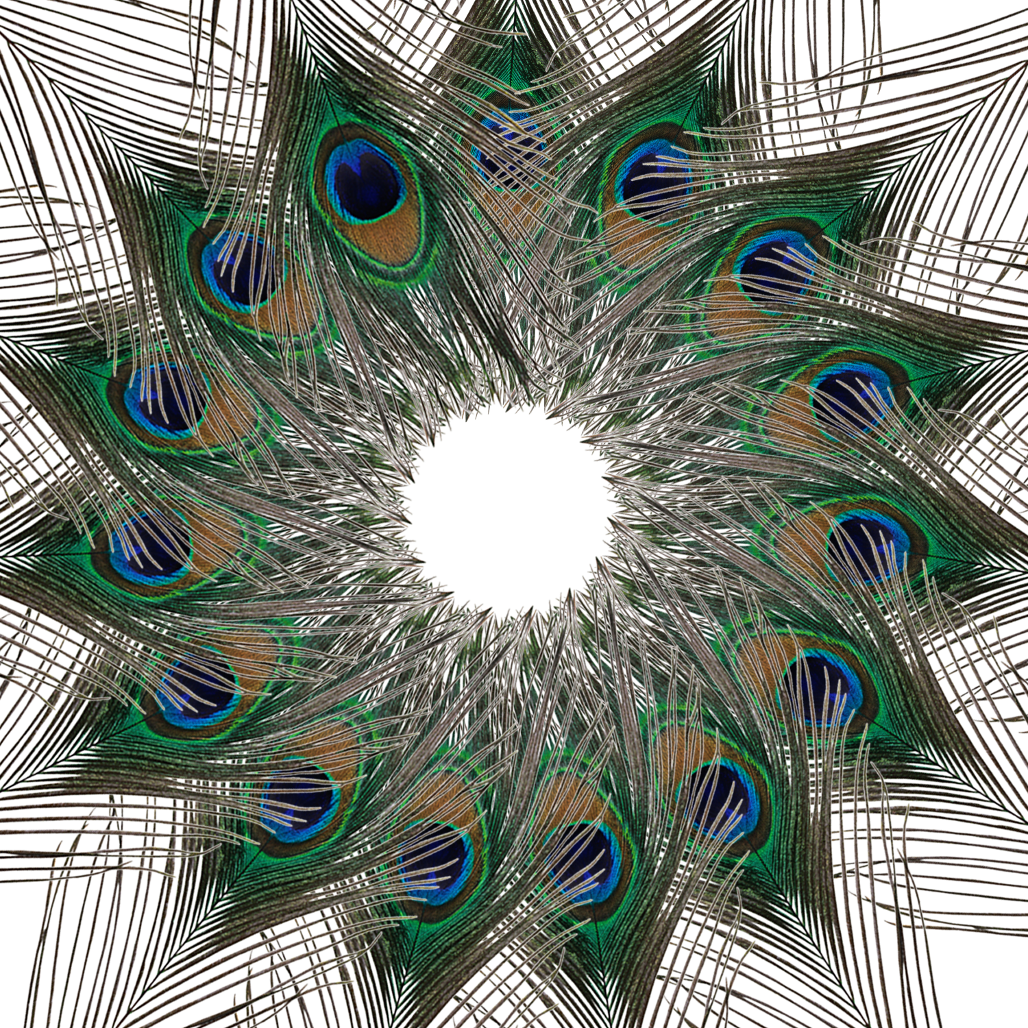 Peacock Feathers - Large