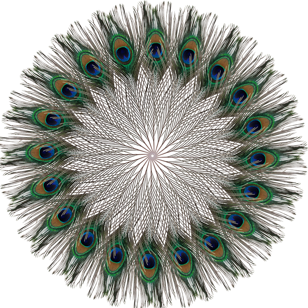 Peacock Feathers - Large