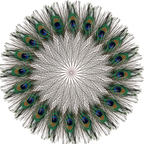 Peacock Feathers - Large