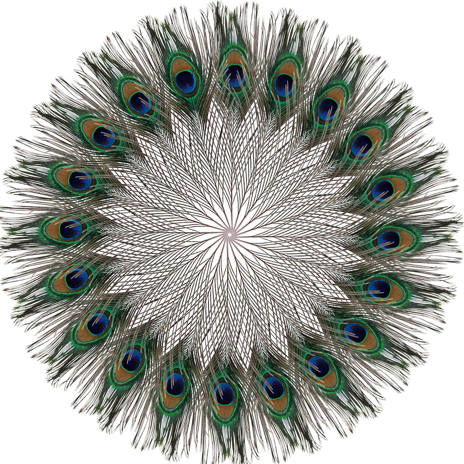 Peacock Feathers - Large