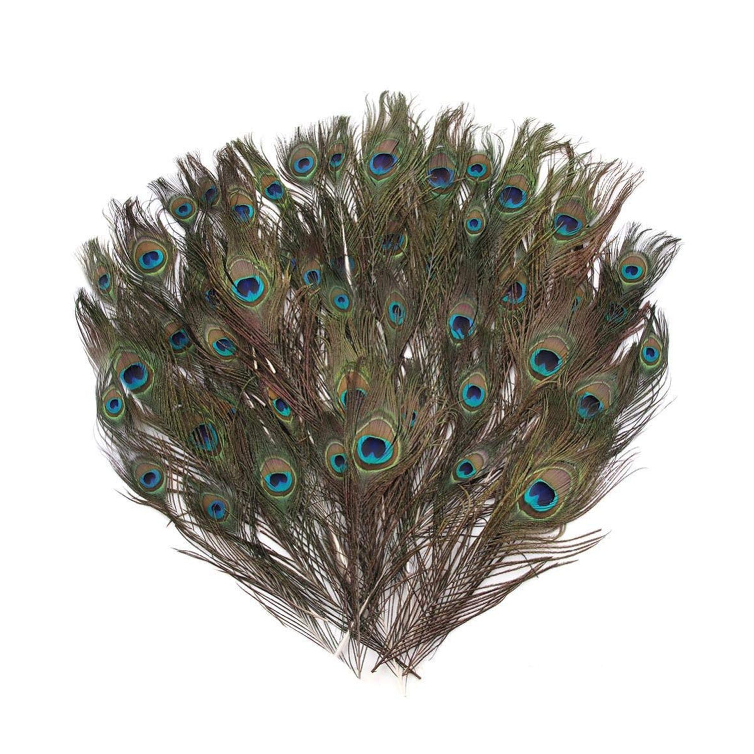 Peacock Feathers - Medium