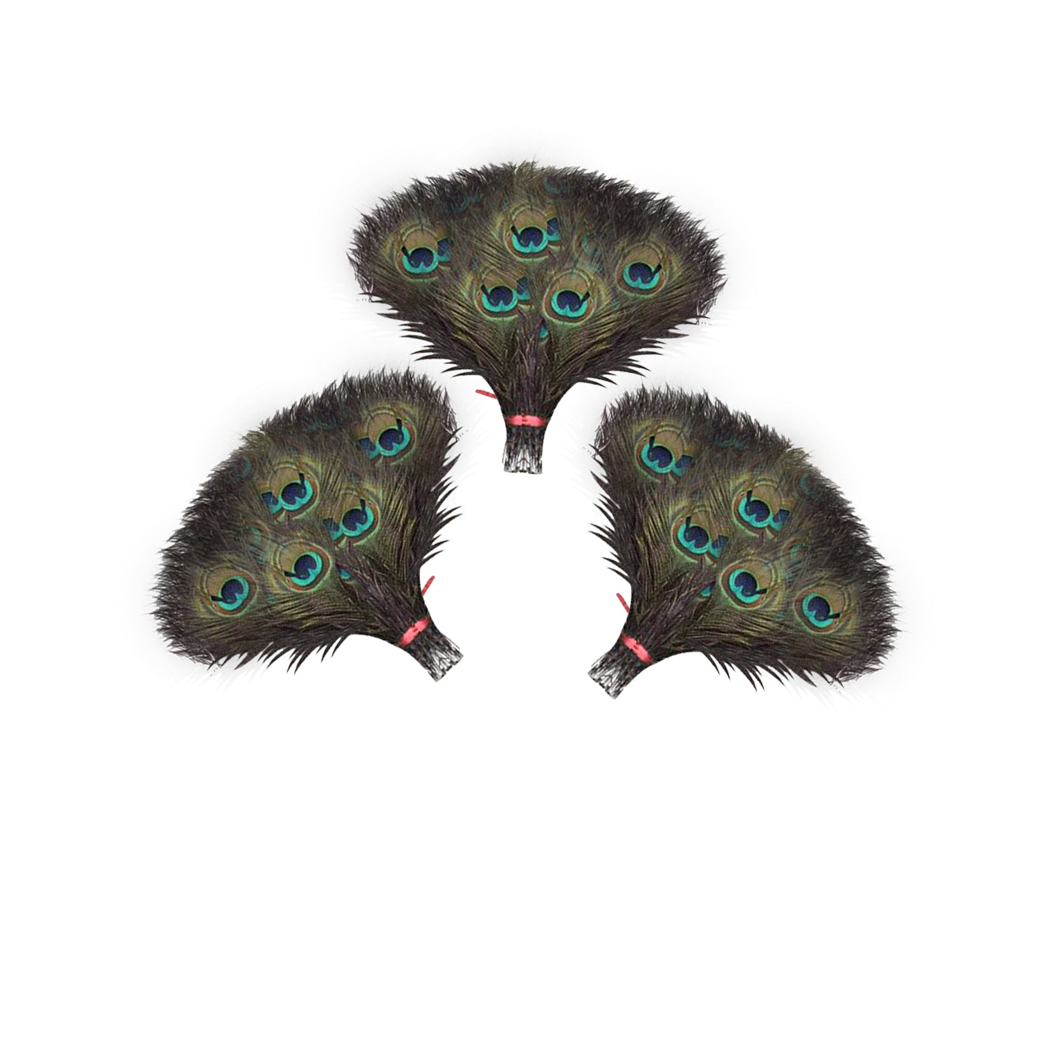 Peacock Feathers - Small