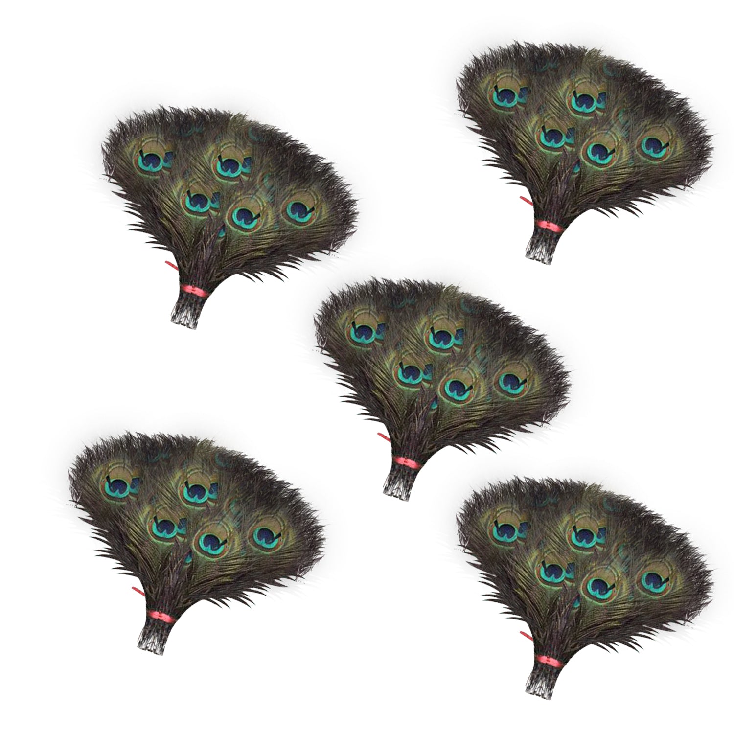 Peacock Feathers - Small