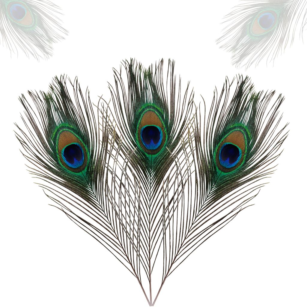 Peacock Feathers - Medium
