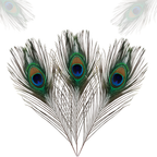 Peacock Feathers - Medium