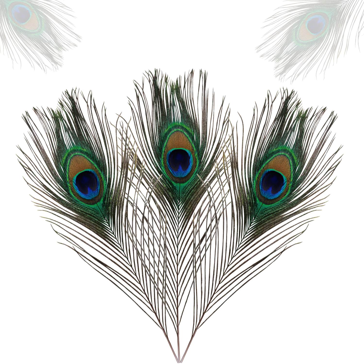 Peacock Feathers - Medium