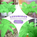 50-60cm Loose Ostrich Feathers, 5pcs - Green