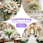 35-40cm Loose Ostrich Feathers, 5pcs - Ivory