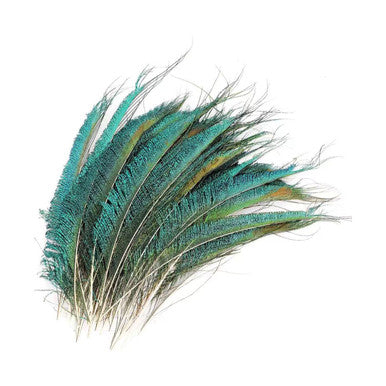 Peacock Feather (25cm - 30cm)
