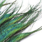 Peacock Feather (25cm - 30cm)
