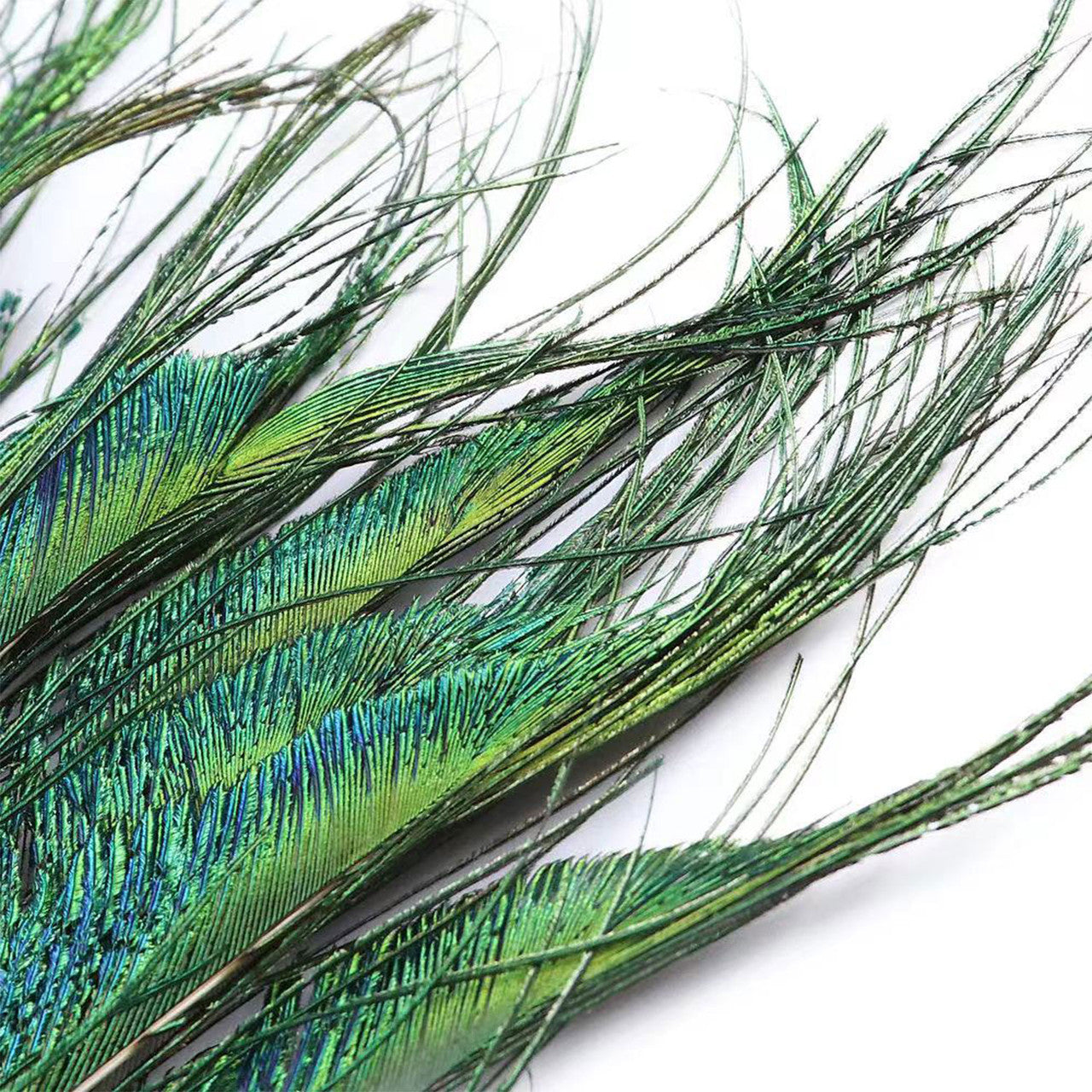 Peacock Feather (25cm - 30cm)