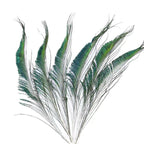 Peacock Feather (25cm - 30cm)