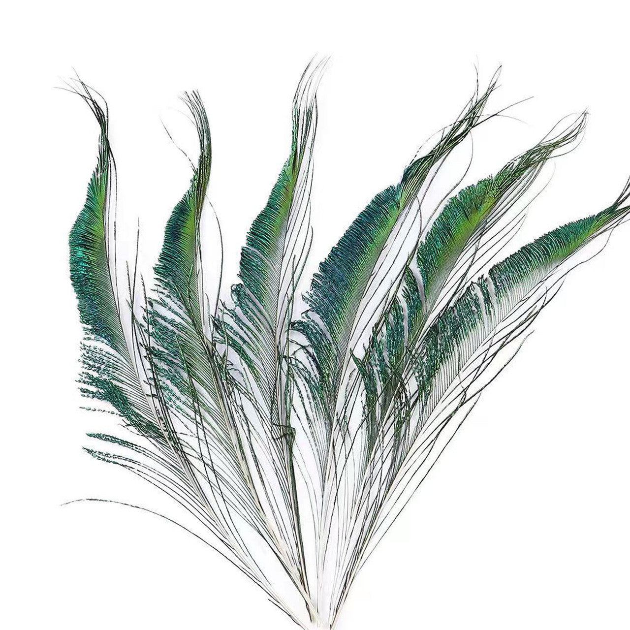 Peacock Feather (25cm - 30cm)
