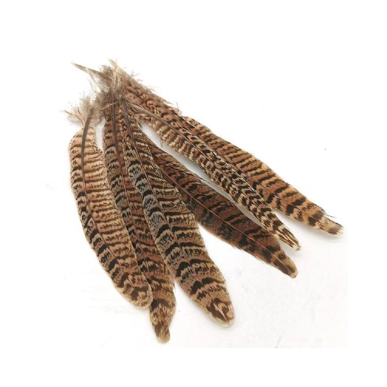 Pheasant Feather (25cm - 30cm)