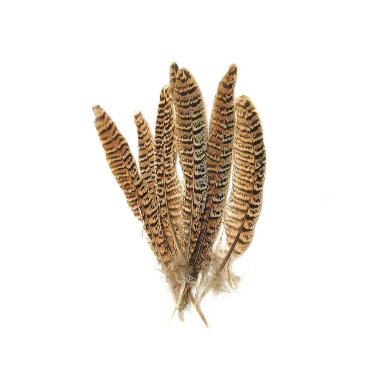 Pheasant Feather (25cm - 30cm)