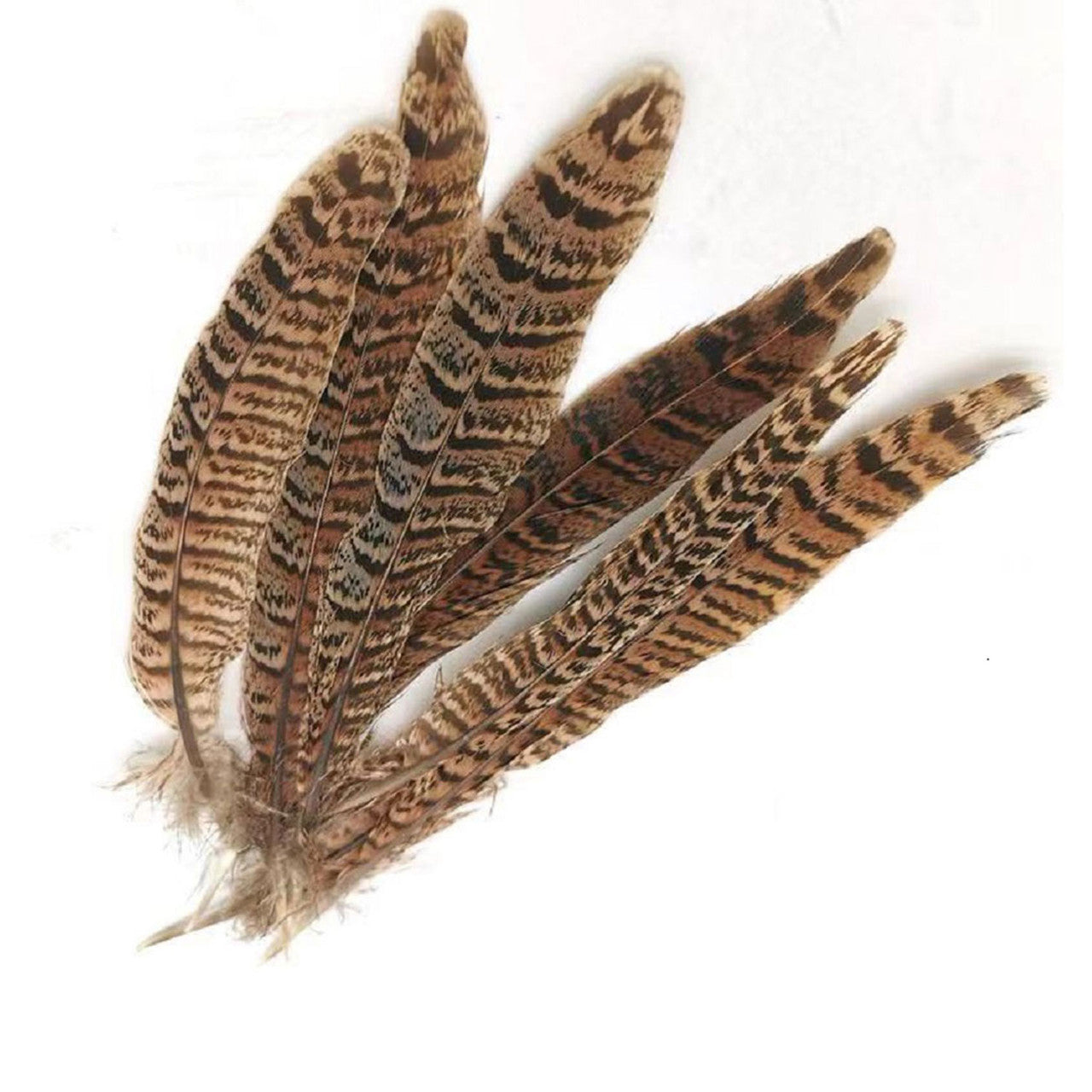 Pheasant Feather (25cm - 30cm)