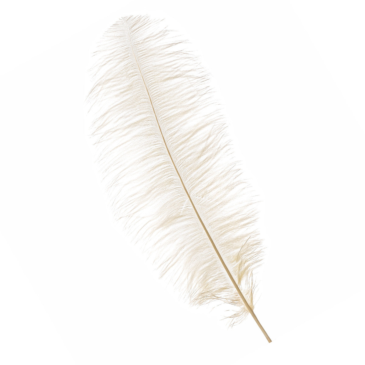50-60cm Loose Ostrich Feathers, 5pcs - Ivory