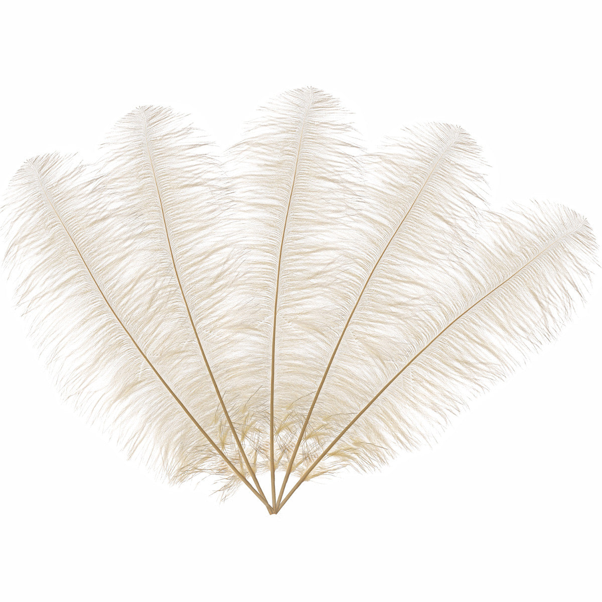 50-60cm Loose Ostrich Feathers, 5pcs - Ivory