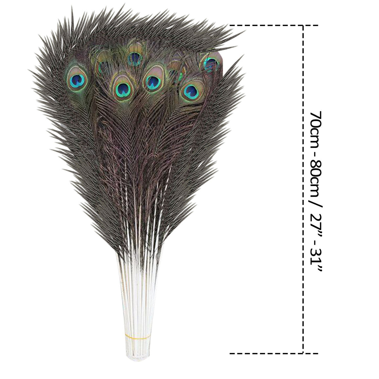 Peacock Feathers - Large