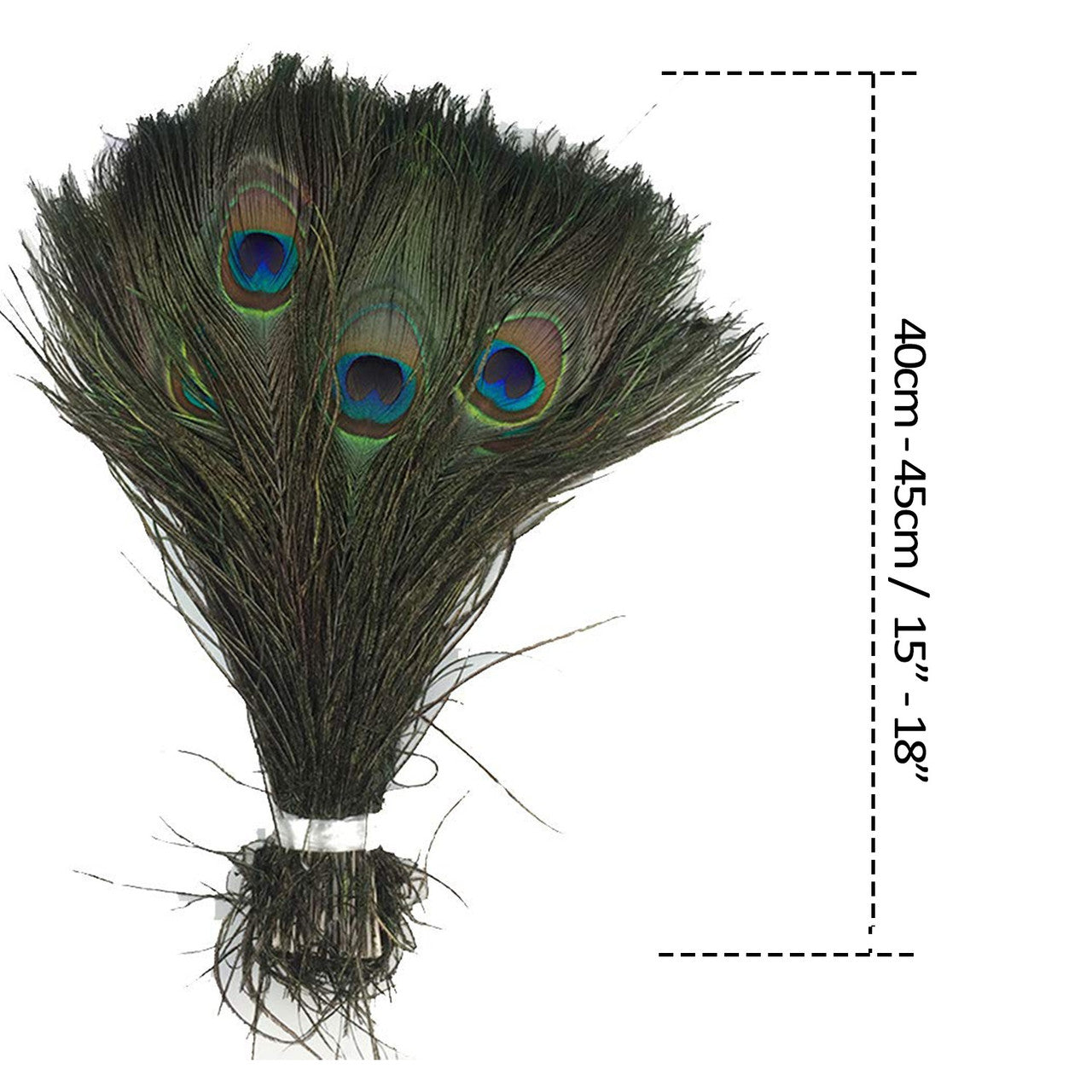 Peacock Feathers - Medium