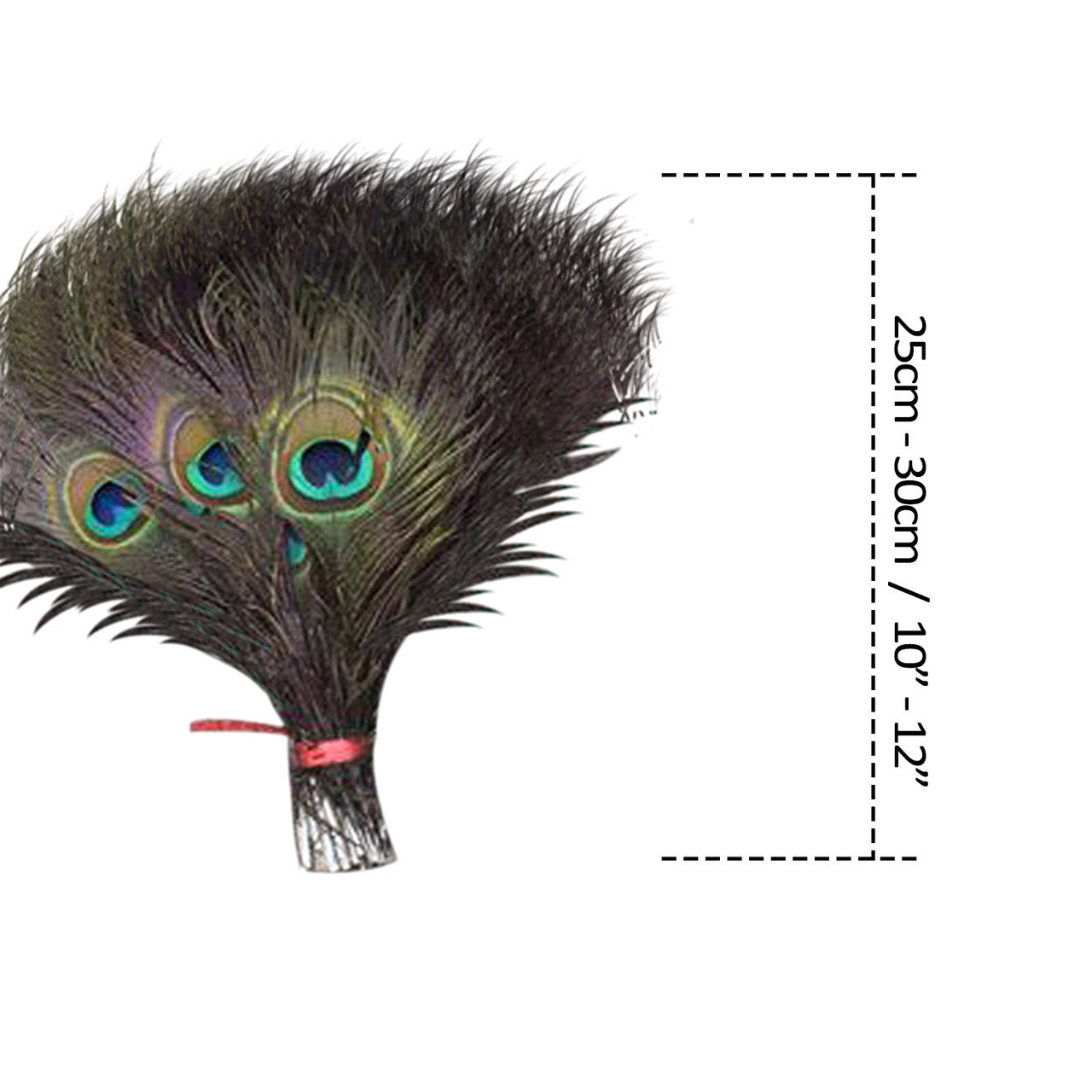 Peacock Feathers - Small
